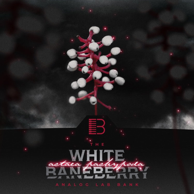 White Baneberry - Analog Lab V Bank